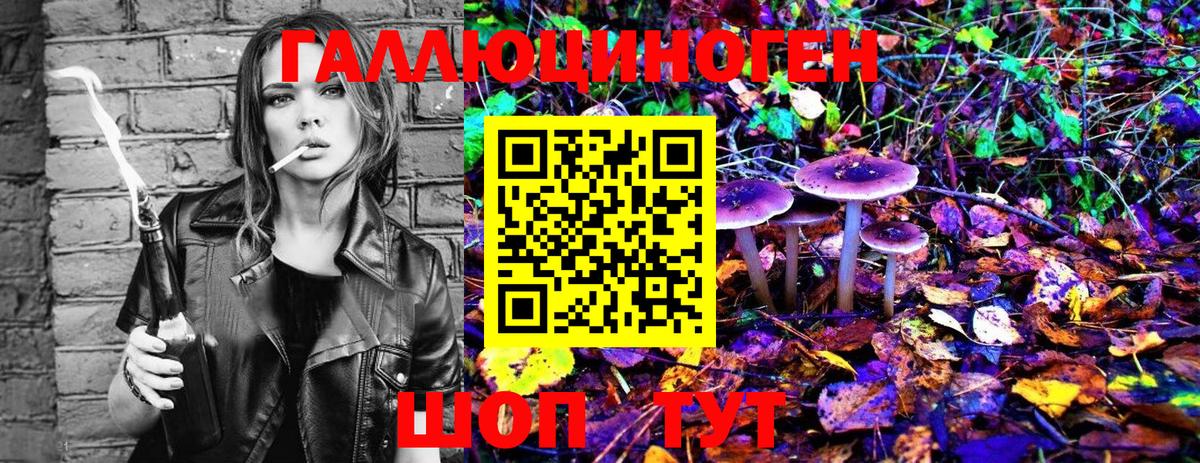 Галлюциногенные грибы Psilocybe Калининград
